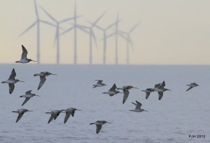 Engaging Communities in Offshore Wind: Case Studies and Lessons Learned from New England Islands