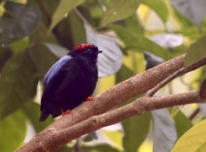 Karp et al. show that agriculture erases climate-driven bird diversity in Costa Rica