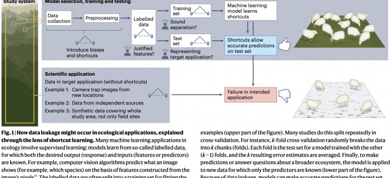 Fig. 1 | How data leakage might occur in ecological applications, explained through the lens of shortcut learning.